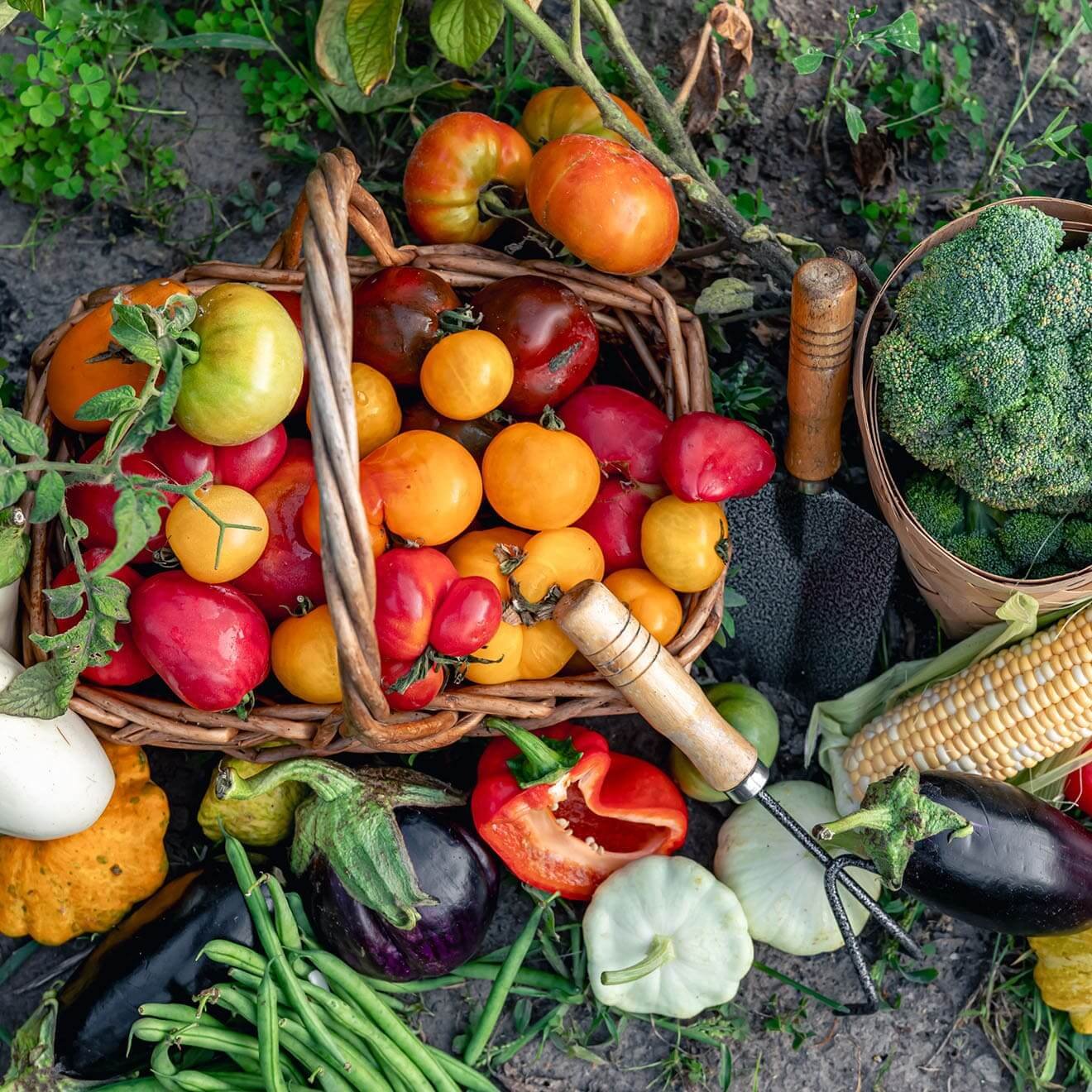 Caring for your body with antioxidant rich organic superfoods